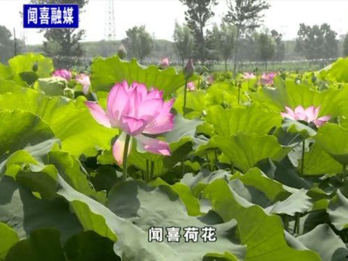 荷花最近爆料视频播放,揭秘幕后故事，精彩瞬间回顾