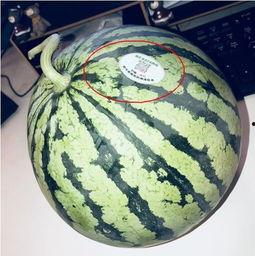 浏阳网红吃瓜,揭秘幕后故事与热门话题 第1张 浏阳网红吃瓜,揭秘幕后故事与热门话题 第1张